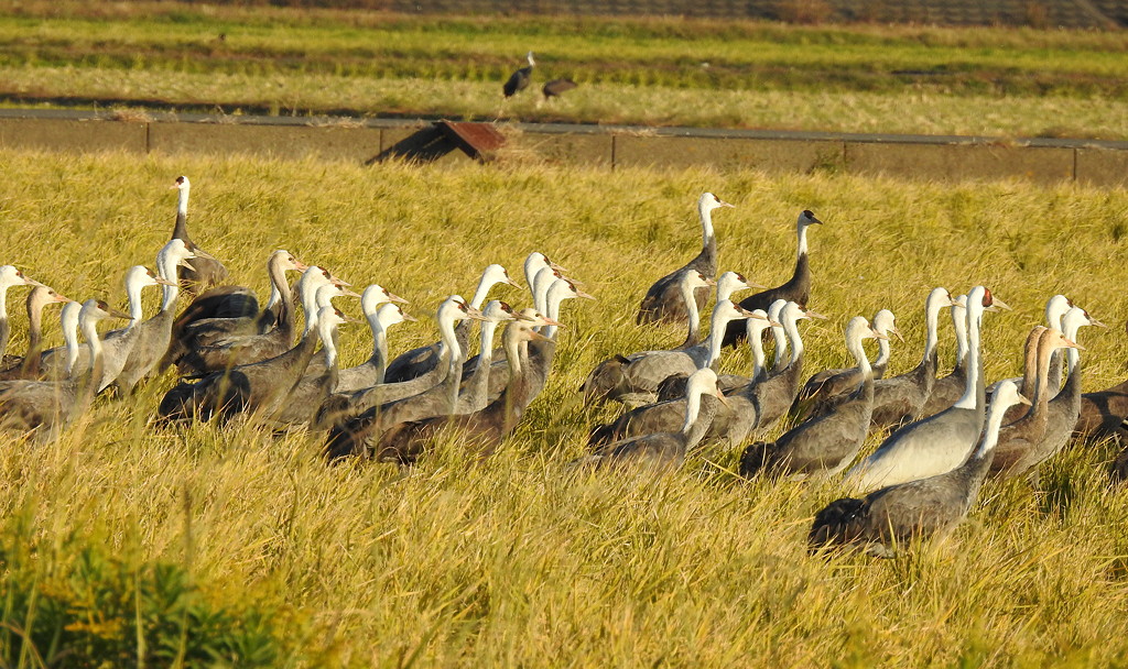 Hooded Cranes at Arasaki © Mark Brazil